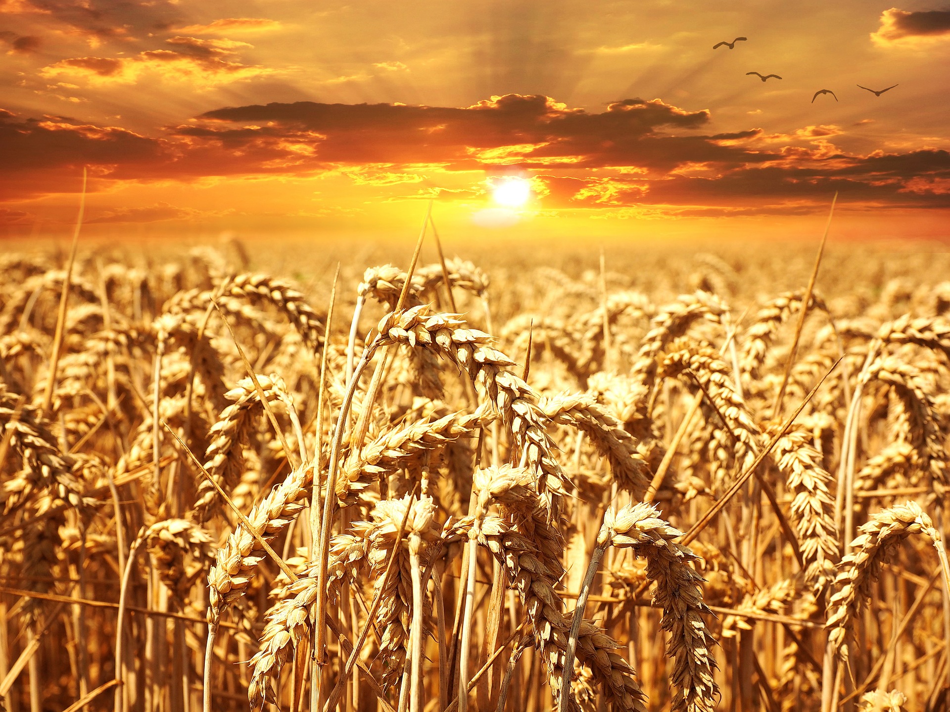 Golden wheat field with sun set, sad short story by Arthur Drake